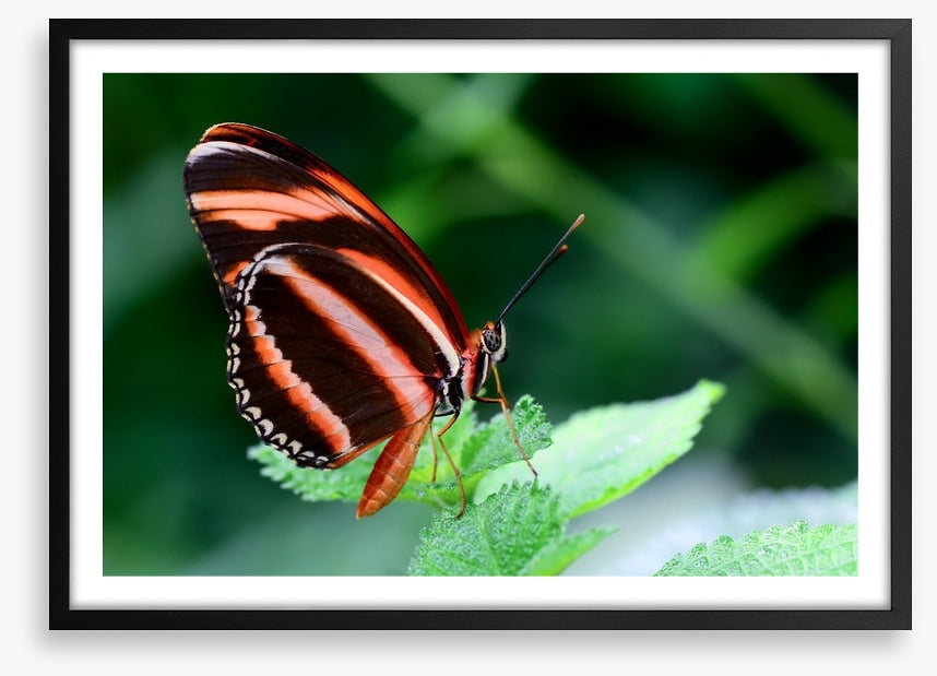 Insects