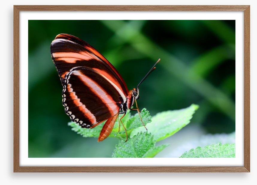 Insects