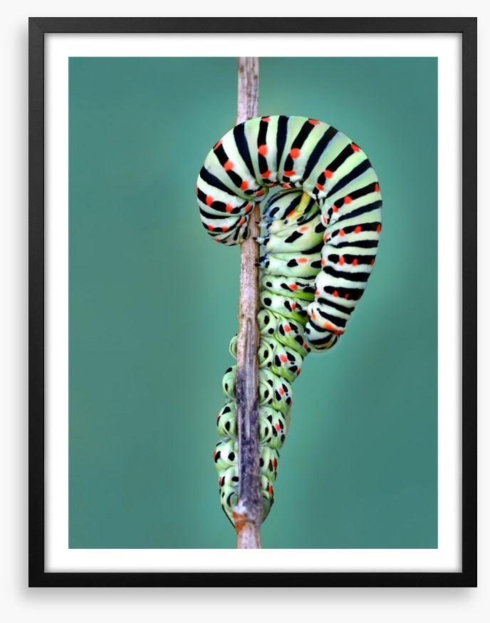 Insects