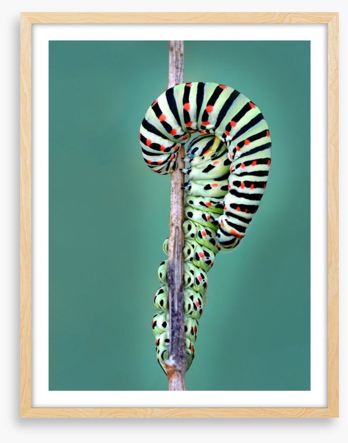 Insects