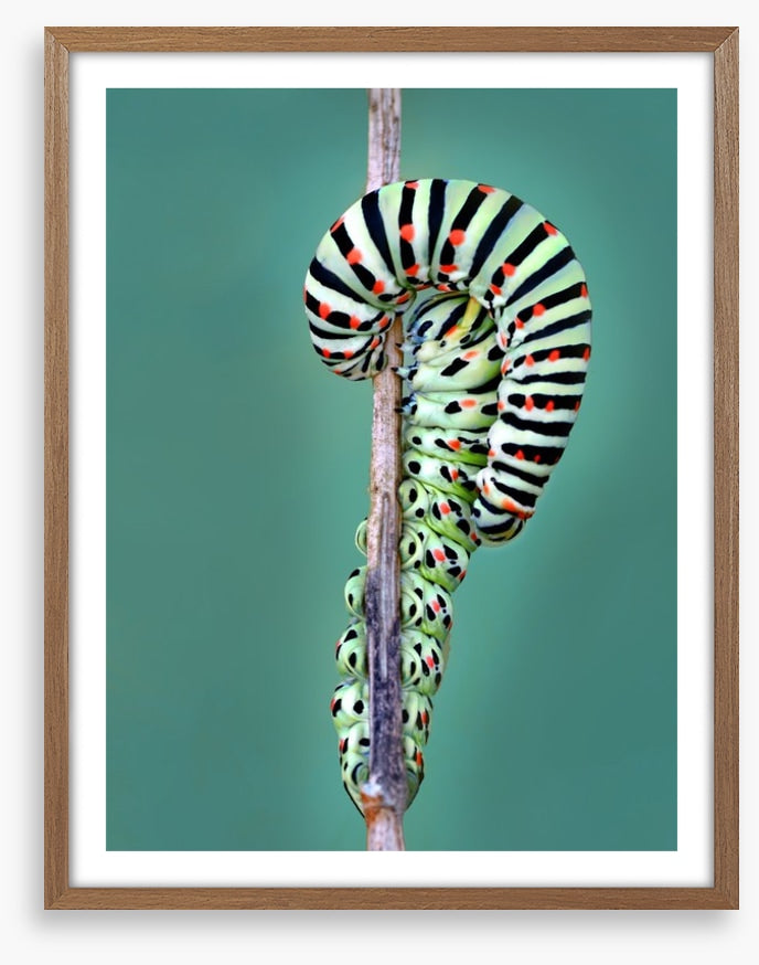 Insects