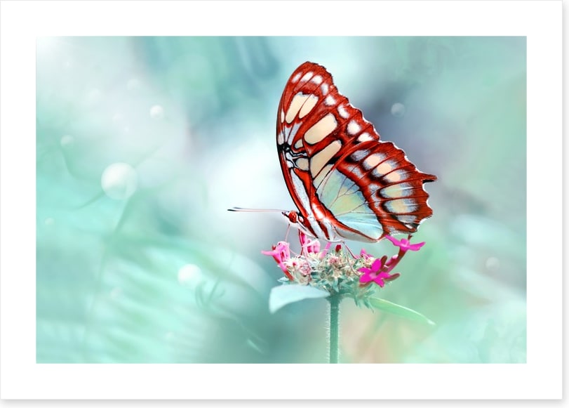 Insects