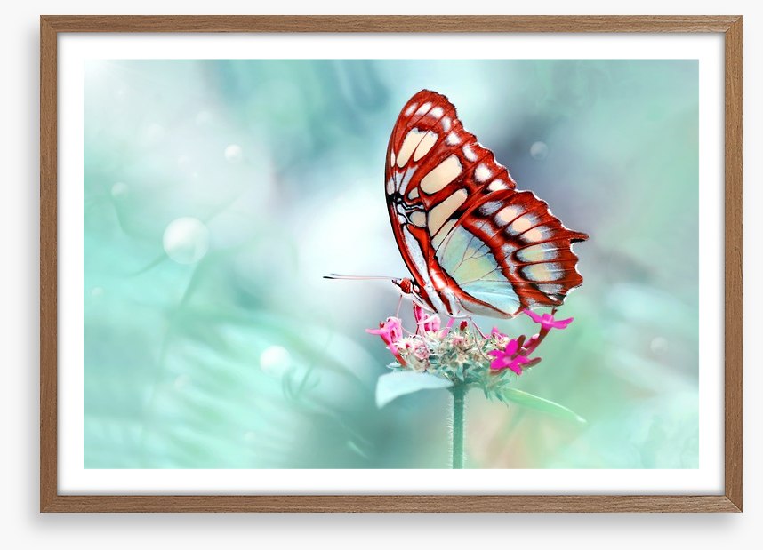 Insects