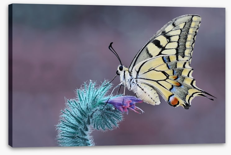 Papilio machaon macro