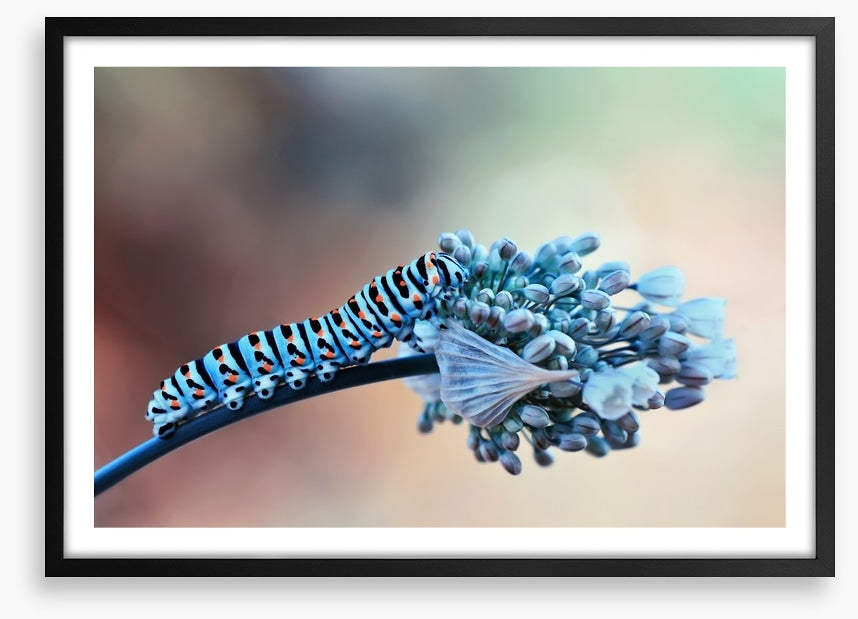 Insects