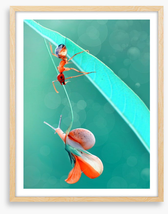 Insects