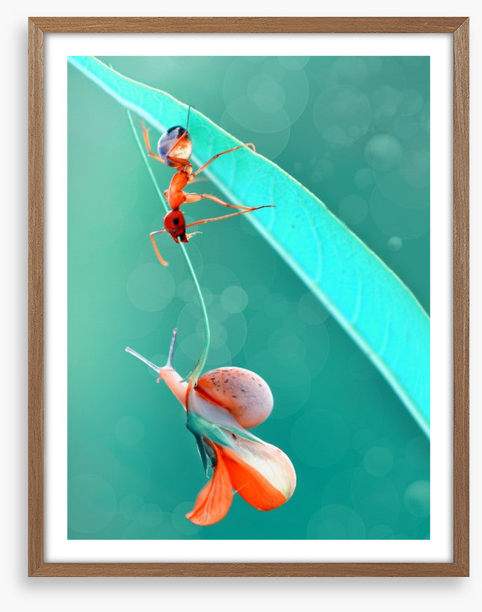 Insects