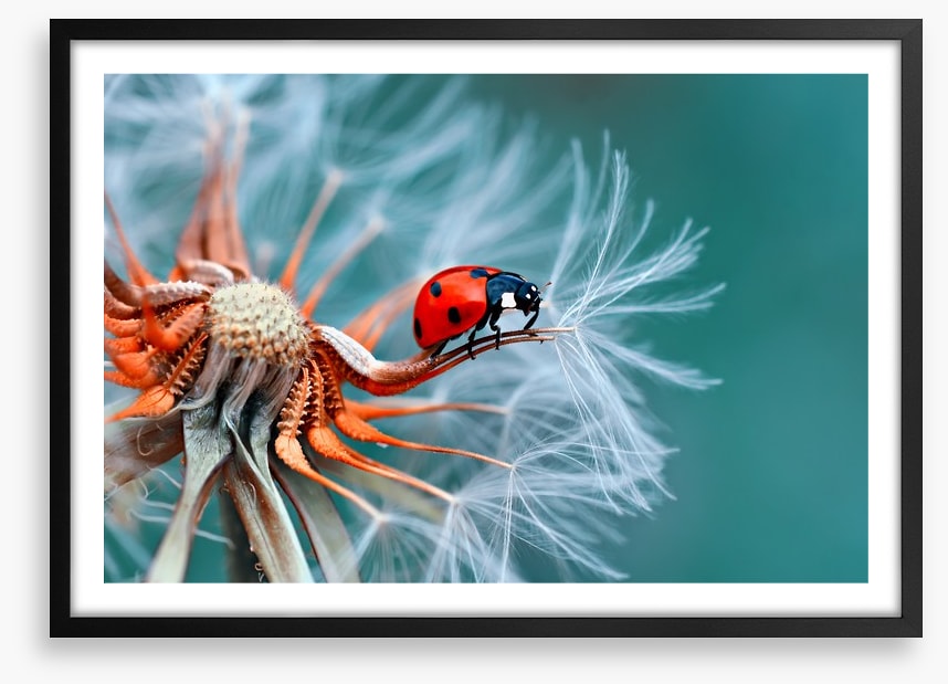 Insects