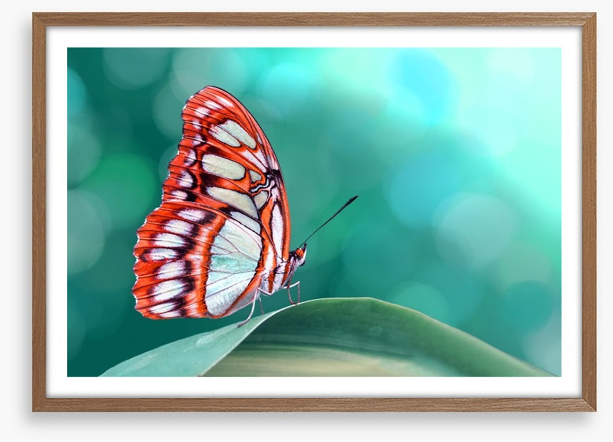 Insects