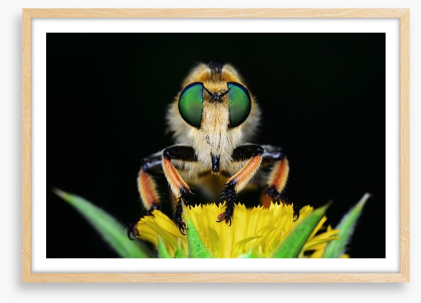 Insects