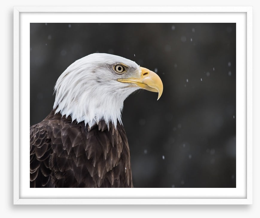 Eagle eyed