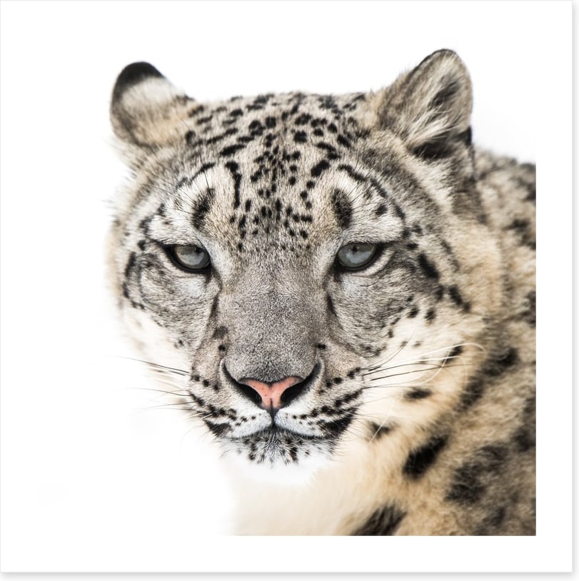 Snow leopard stare