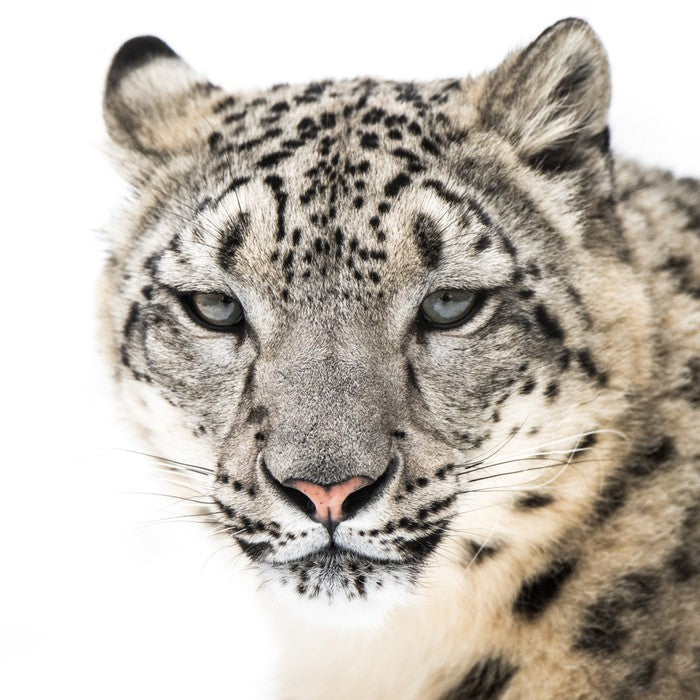 Snow leopard stare