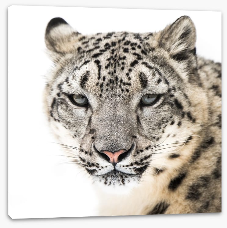 Snow leopard stare