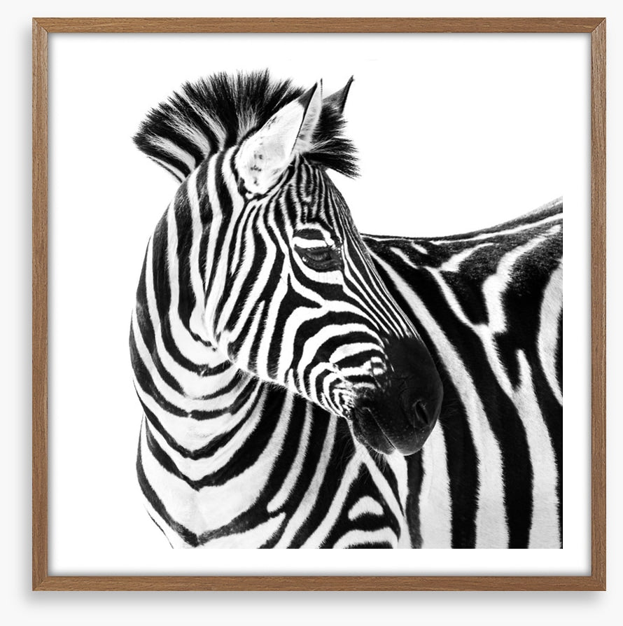 Up close and zebra