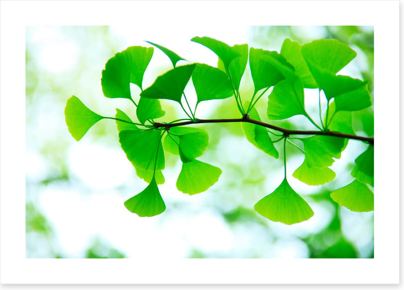 Leaves