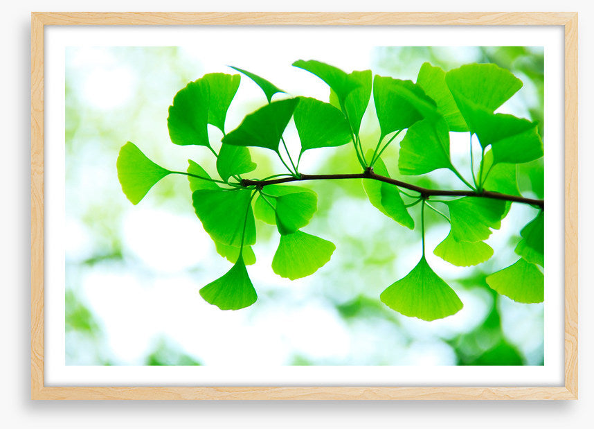 Leaves