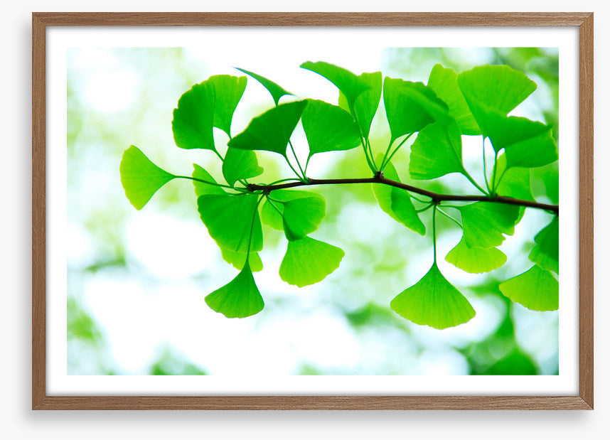 Leaves