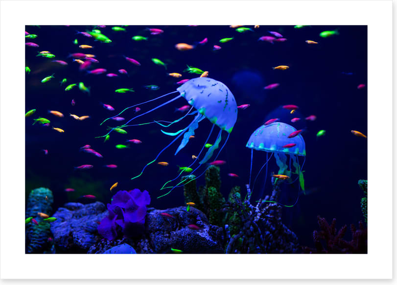 Jellyfish party