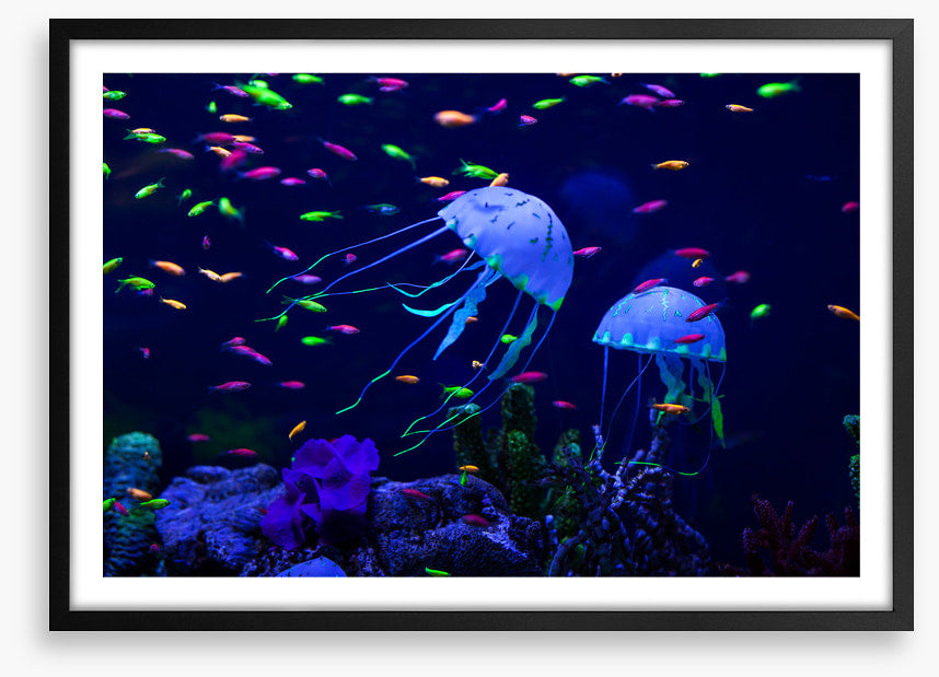 Jellyfish party