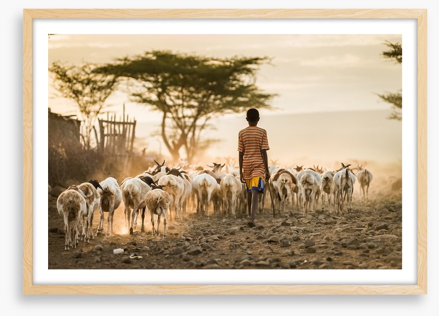 Hometime herd