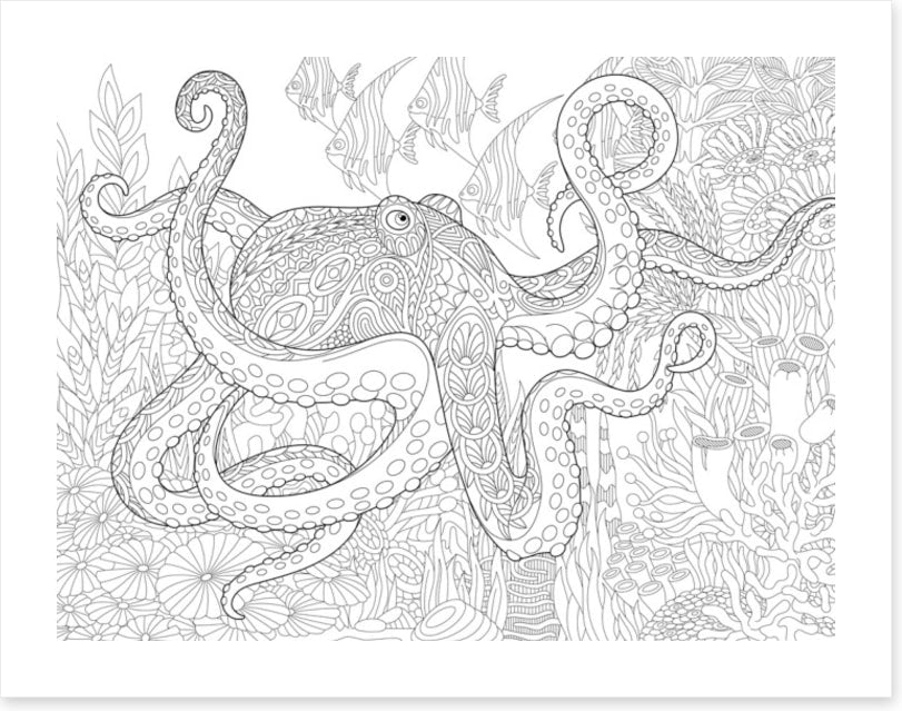 Colour me octopus