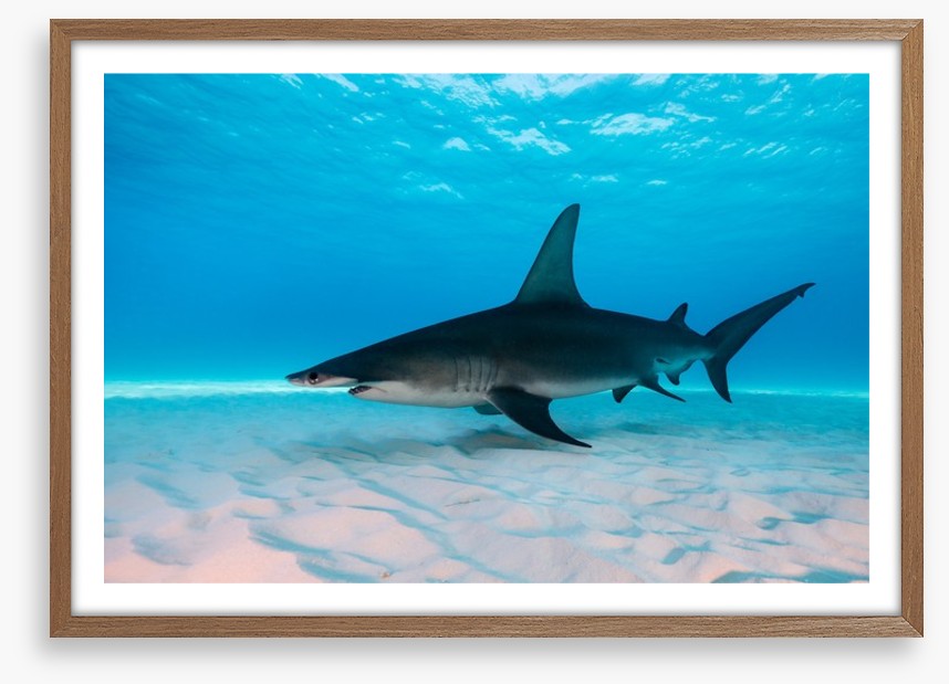 Shark on the sand