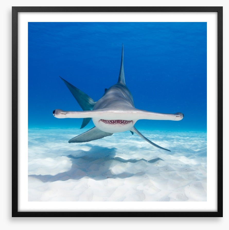 Hammerhead hello