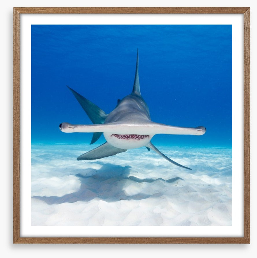 Hammerhead hello