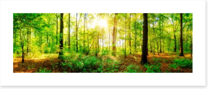 Fresh light panorama