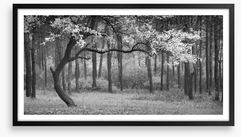 The wood from the trees