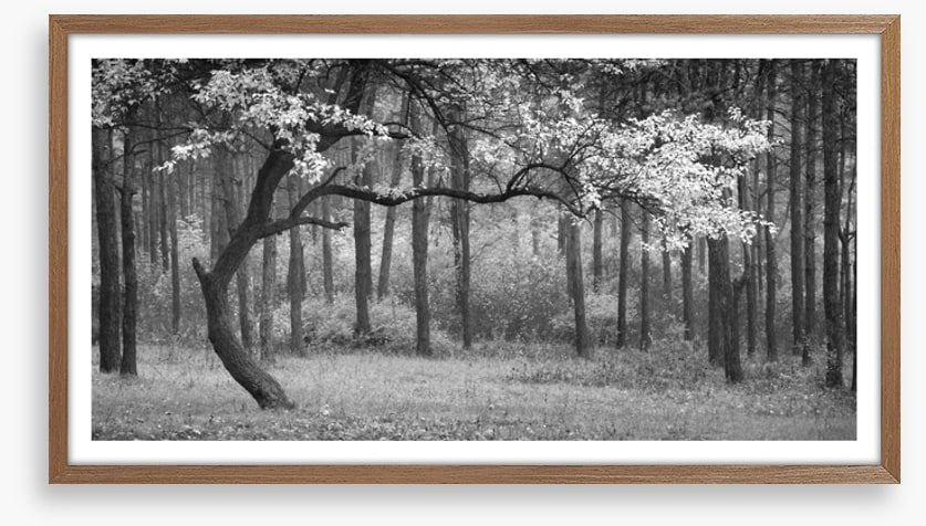 The wood from the trees