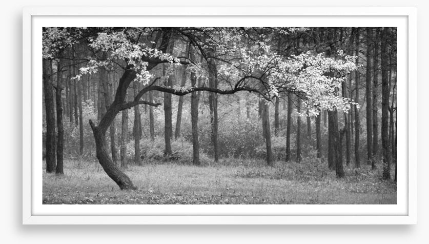 The wood from the trees