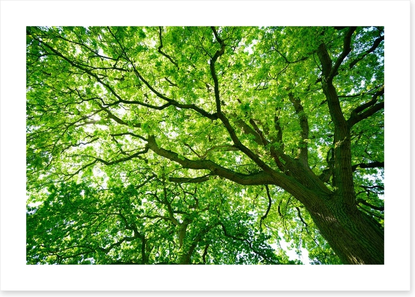 Under the canopy