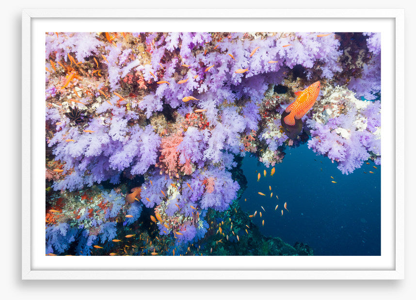 Lilac coral life
