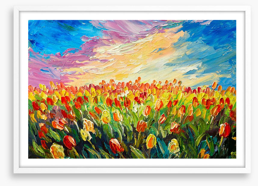 Tulips at sunrise