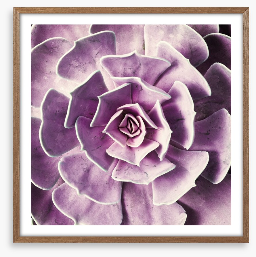 Radiant rosette