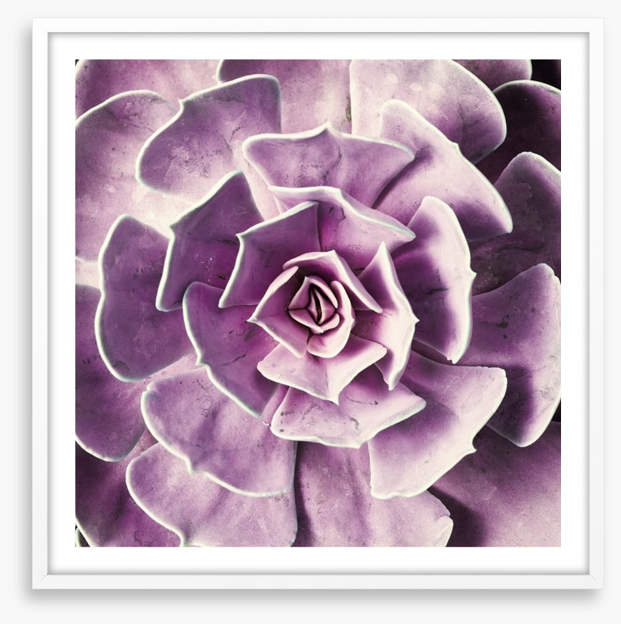 Radiant rosette