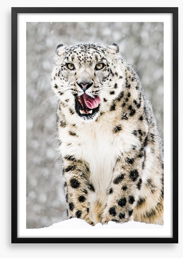 Tongue curling anticipation