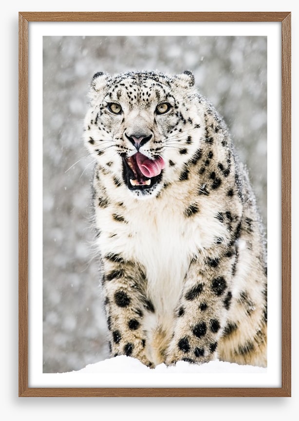 Tongue curling anticipation