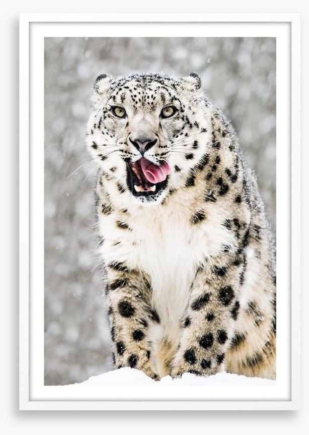 Tongue curling anticipation