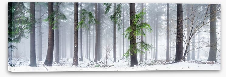 First snow in the forest