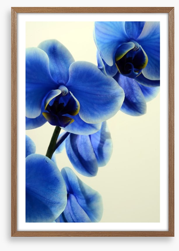 Orchid blues
