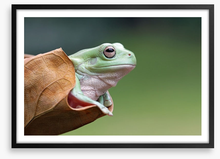 Dumpy frog daydream