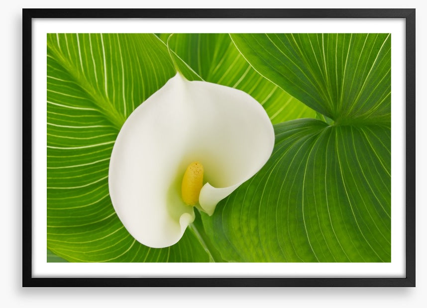 White calla lily