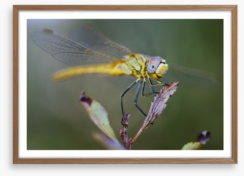 Insects