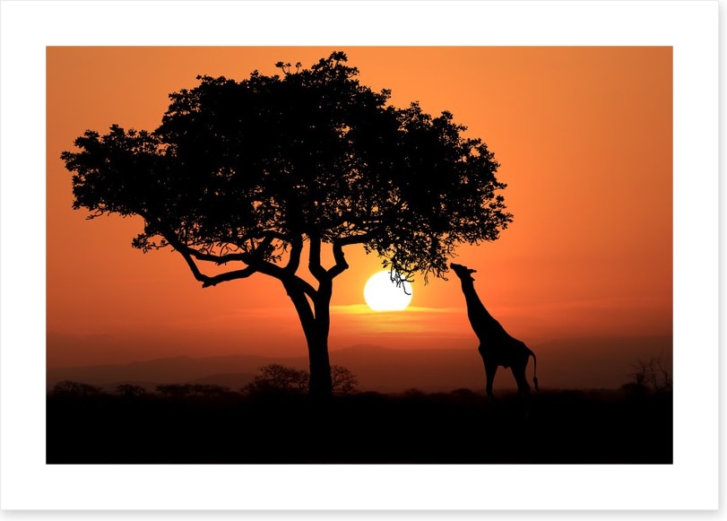 Savanna supper