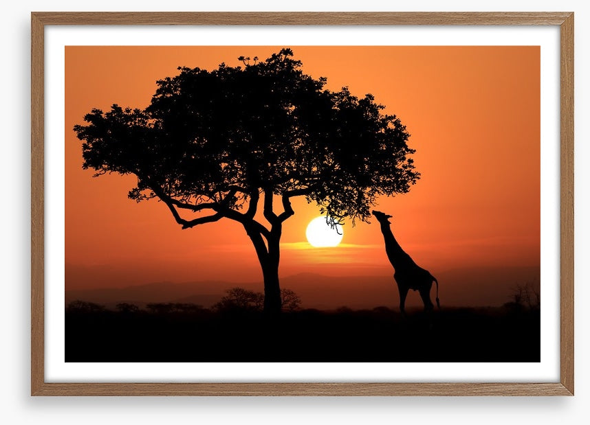 Savanna supper