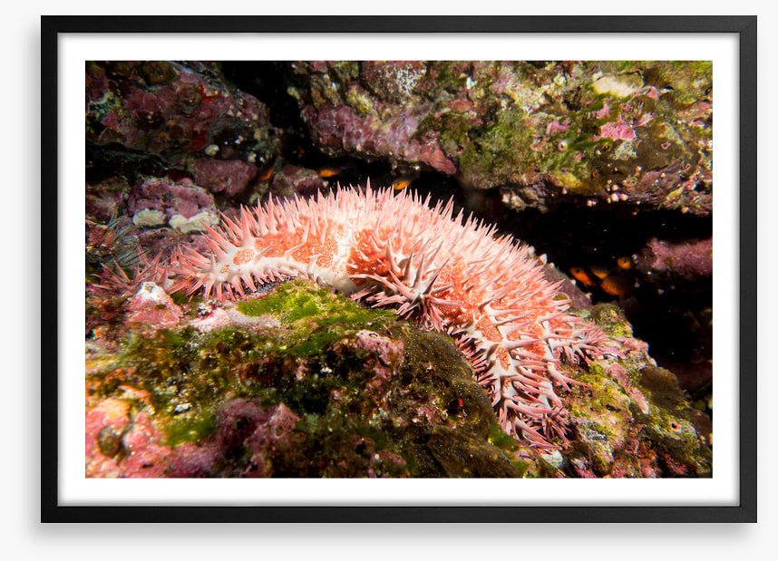 Crown of thorns
