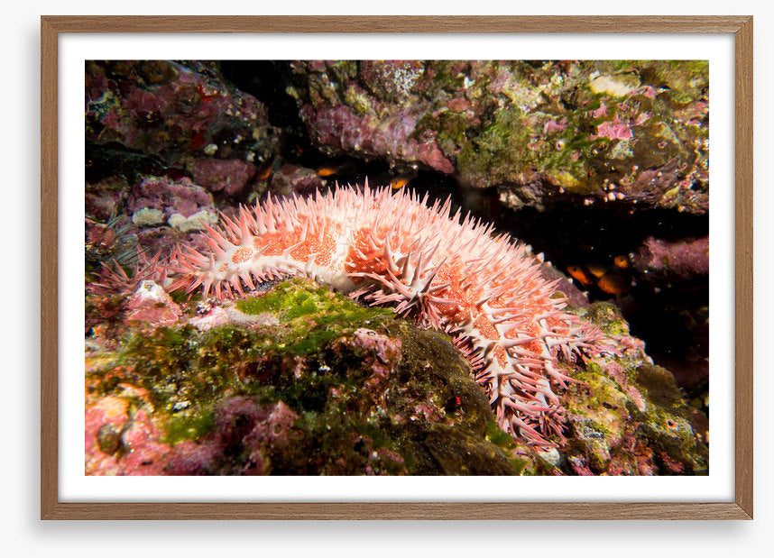 Crown of thorns